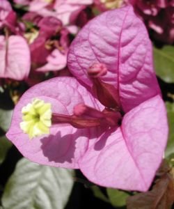 BOUGAINVILLEA, 15 ml